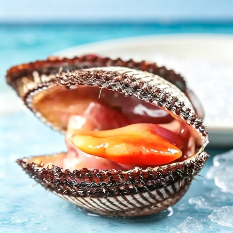 Fresh-Frozen Live Small Ark Shell