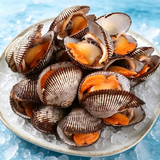 Fresh-Frozen Live Small Ark Shell